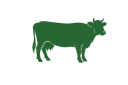 Cattle
