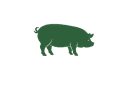 Pigs