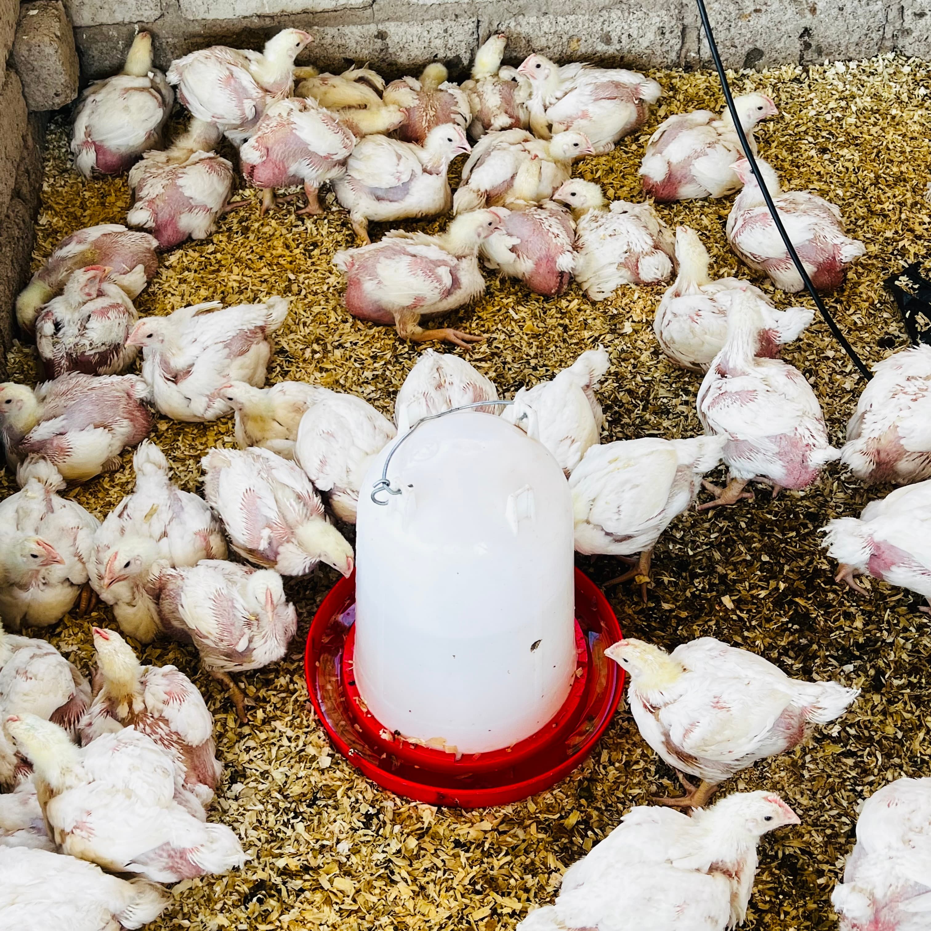 Broiler chickens